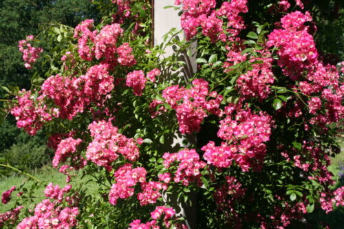 Garten von Haus Nr. 9